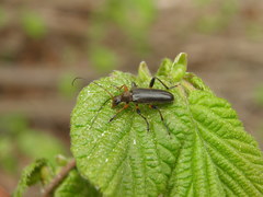 Cortodera femorata