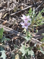 Erodium ciconium