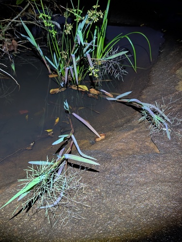 Louisiella elephantipes, 2026-02-20
