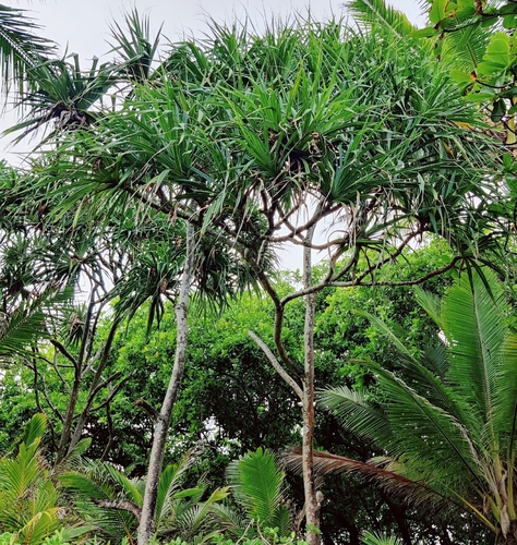 Pandanus tectorius observed 2026-01-13
