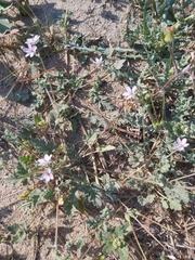 Erodium ciconium