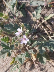 Erodium ciconium
