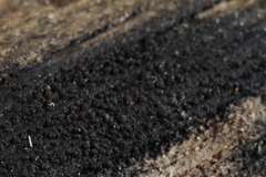 Anteaglonium globosum