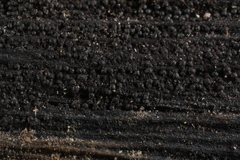Anteaglonium globosum