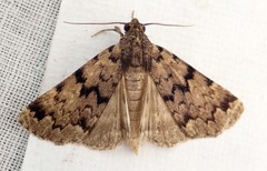 Mormoscopa phricozona