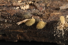Arcyria pomiformis