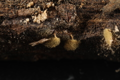 Arcyria pomiformis