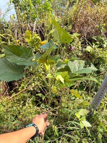 Clerodendrum paniculatum observed 2026-02-23