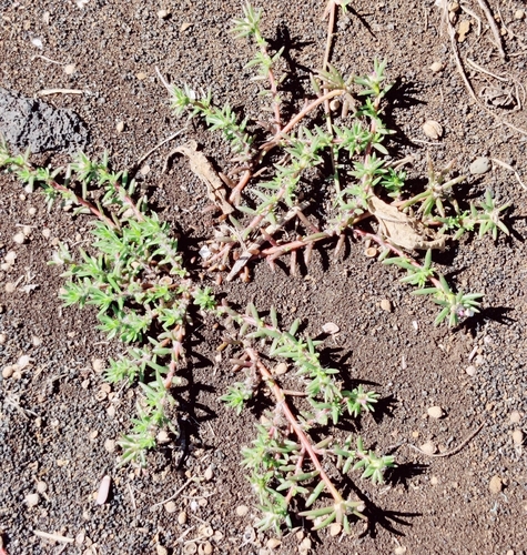Portulaca pilosa observed 2026-01-14