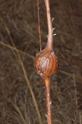 Unknown species found near Illinois, US