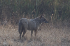 Canis aureus indicus