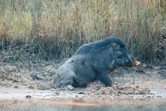 Sus scrofa cristatus