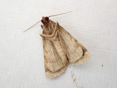 Mormoscopa phricozona