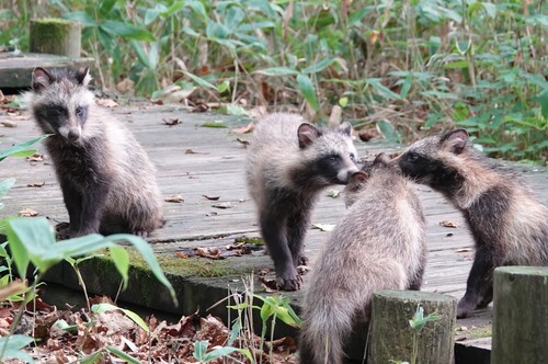 Japanese Raccoon Dog, Hokuto, Kushiro, Hokkaido 084-0922, Japan, photo 10 of 10