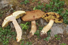 Boletus huronensis