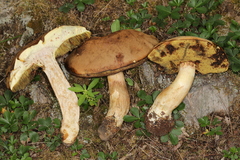 Boletus huronensis