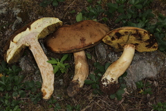 Boletus huronensis