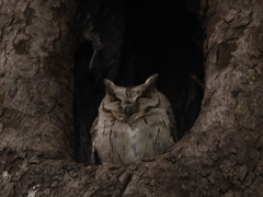 Otus bakkamoena