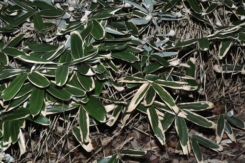 Veitch's Bamboo (Sasa veitchii)