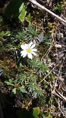 Celmisia sessiliflora