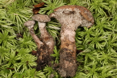 Phellodon violascens