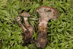 Phellodon violascens