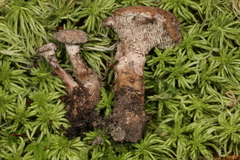 Phellodon violascens