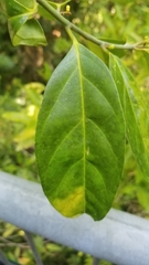 Gomphandra australiana