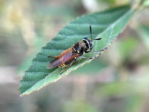 Unknown species found near Pinellas County, US-FL, US