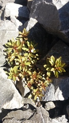 Epilobium pycnostachyum