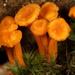 Cantharellus intensissimus - Photo (c) John Plischke, vissa rättigheter förbehållna (CC BY-NC-SA), uppladdad av John Plischke