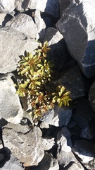 Epilobium pycnostachyum