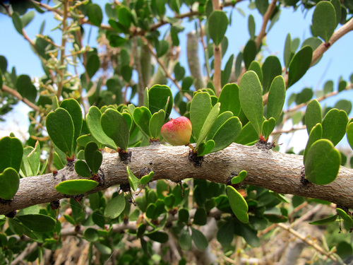 Gymnosporia cryptopetala