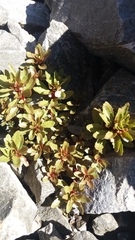 Epilobium pycnostachyum