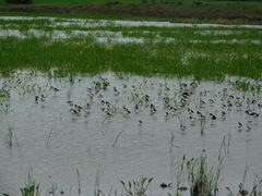 Himantopus mexicanus