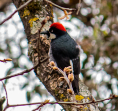 Melanerpes formicivorus