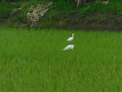 Egretta thula