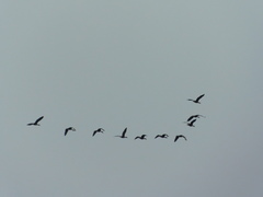 Dendrocygna autumnalis