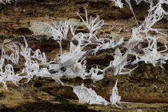 Ceratiomyxa fruticulosa fruticulosa