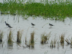 Himantopus mexicanus