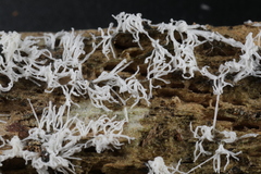 Ceratiomyxa fruticulosa fruticulosa