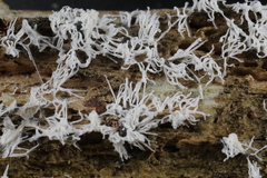 Ceratiomyxa fruticulosa fruticulosa
