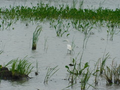 Egretta thula