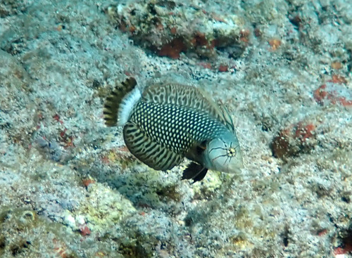 Rockmover Wrasse