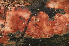 Ceriporia purpurea