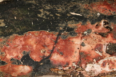 Ceriporia purpurea