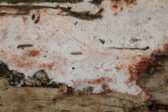Ceriporia purpurea