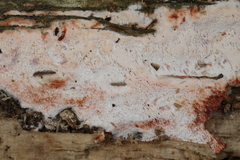 Ceriporia purpurea
