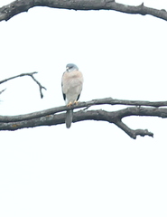 Accipiter brevipes