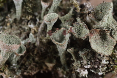 Cladonia grayi
